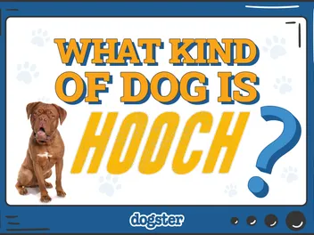 What Kind of Dog Is Hooch? Turner & Hooch in Real Life