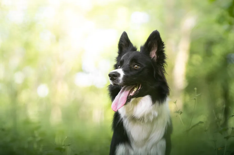 border collie dog in nature