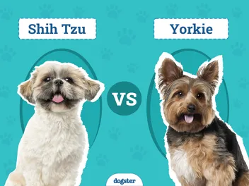 Shih Tzu vs Yorkie: Key Differences & Similarities (With Pictures)