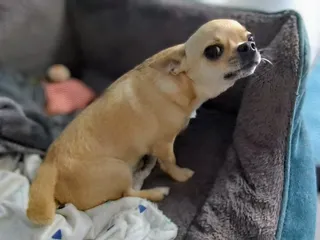 Fred's Reverse Sneezing: Why He Does It & Why I'm Not Worried (with Video)