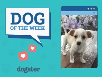 Dogster Photo Contest: Dogs of the Week Winners (Feb 27, 2025)