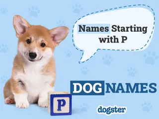 155 Dog Names Starting With P: Prodigious Names for Your Perfect Pup