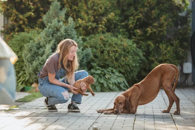 How to Introduce a Puppy to a Dog: 7 Vet-Approved Tips