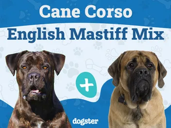 Cane Corso English Mastiff Mix: Info, Pictures, Care & More