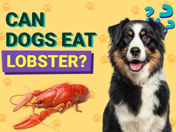Can Dogs Eat Lobster? Vet-Approved Facts & FAQ