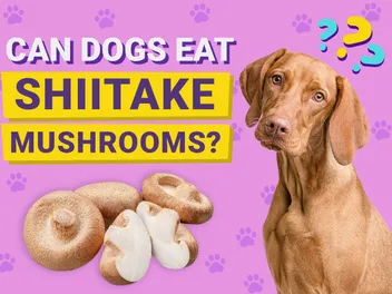 Can Dogs Eat Shiitake Mushrooms? Vet-Verified Nutrition Facts & FAQ
