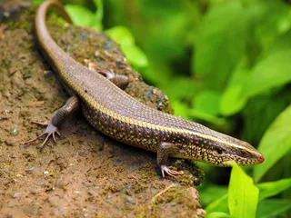 Are Skinks Poisonous to Dogs? Vet-Verified Dangers, Toxicity & Effects