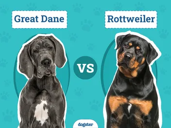 Great Dane vs Rottweiler: The Main Differences (With Pictures)