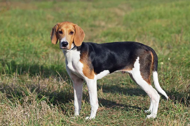 Estonian Hound: Dog Breed Info, Pictures, Traits, & Care