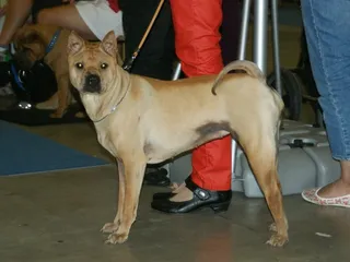 Bone-Mouth Shar Pei: Info, Pictures, Facts & History