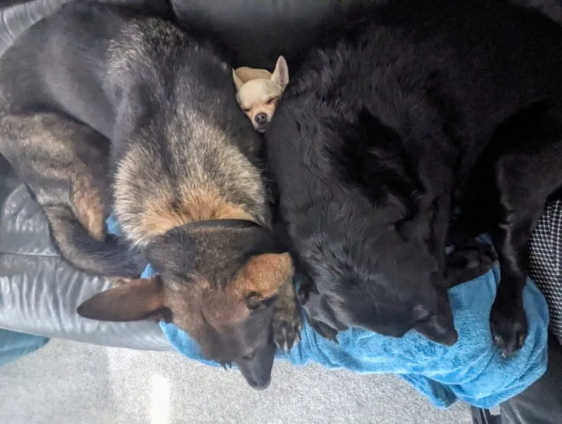 Ned will even burrow between Poppy and Kodah!