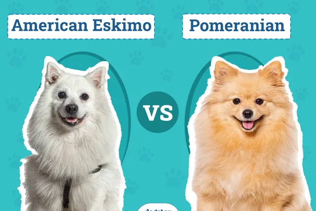 American Eskimo vs Pomeranian: Vet-Reviewed Differences & Similarities