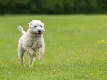 Is a Labradoodle a Good Hunting Dog? Facts & Training Tips