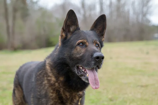 Czech German Shepherd Dog Breed: Info, Pictures, Care & Facts