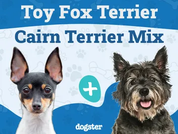 Toxirn (Chihuahua & Carin Terrier Mix): Info, Pictures, Care & More