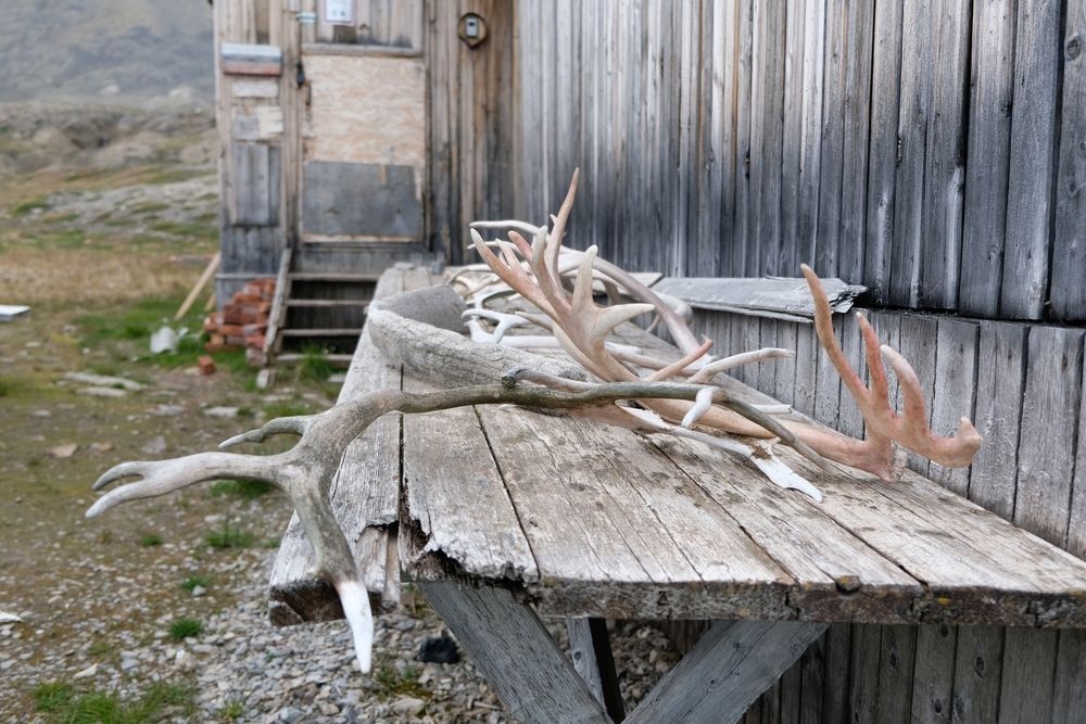 Stack-of-reindeer-antlers