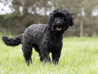 50 Popular Poodle Mixes & Doodle Cross Breeds (With Info & Pictures)