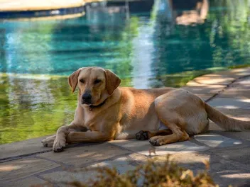 5 Best Vet-Approved Fly Repellents for Dogs in 2026 - Reviews & Top Picks