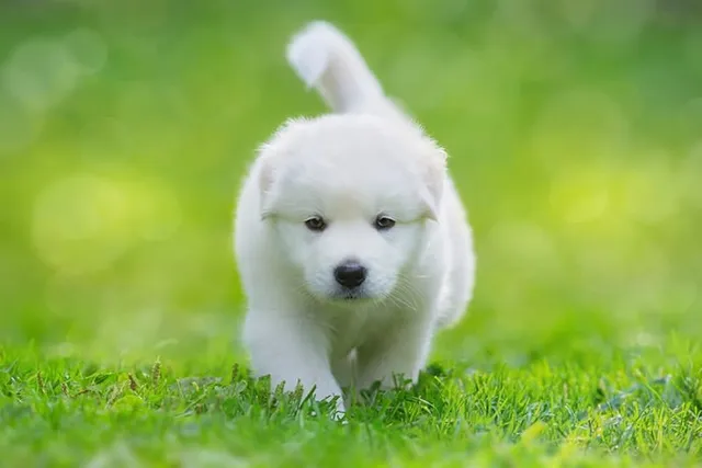 When Do Puppies Stop Growing? Vet Verified Growth Table & Facts