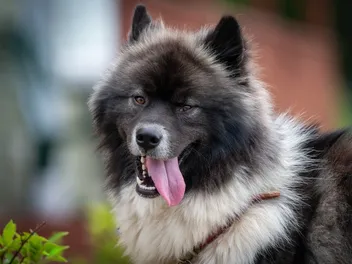 Chusky (Chow Chow & Siberian Husky Mix): Info, Pictures, Care & More