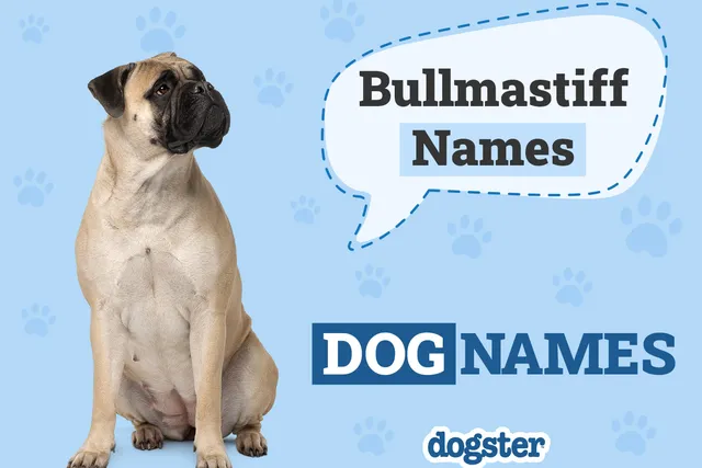 150+ Bullmastiff Names: Tough, Cute & Perfect Ideas for Your Bullmastiff