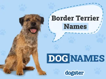 100+ Border Terrier Dog Names: Unique, Cute & Fun Ideas
