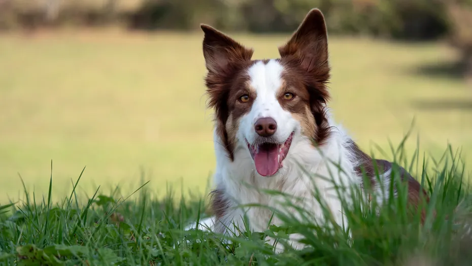 Mara border collie red merle herding dog