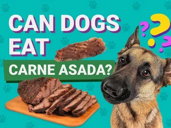 Can Dogs Eat Carne Asada? Vet Reviewed Facts & FAQ