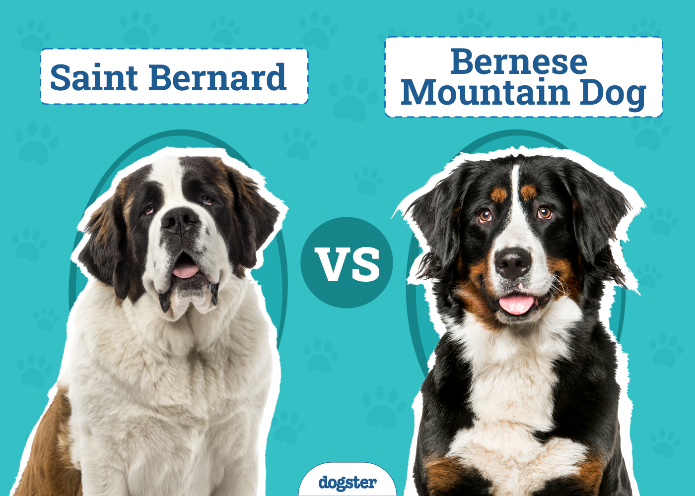 Saint Bernard vs. Bernese Mountain Dog
