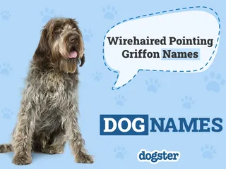 200+ Popular & Unique Wirehaired Pointing Griffon Names