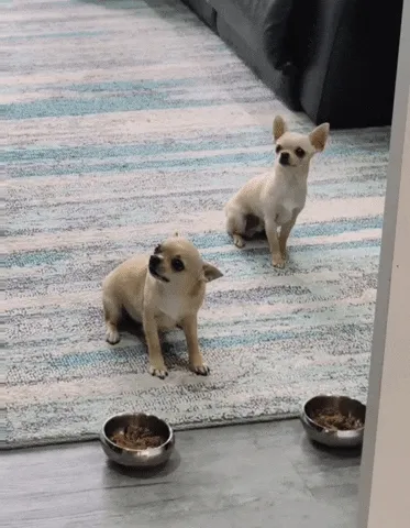 Feeding time