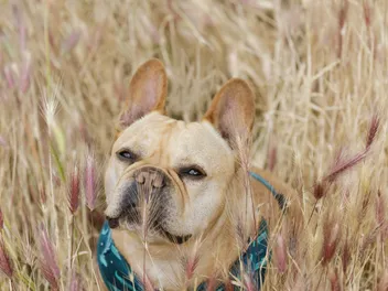 Is a Foxtail in My Dog’s Nose Making Him Sneeze? Vet-Approved Guide