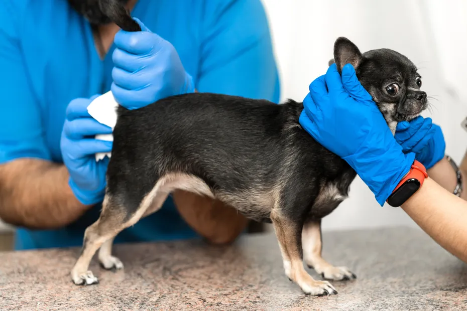 vet cleaning dogs anal glands