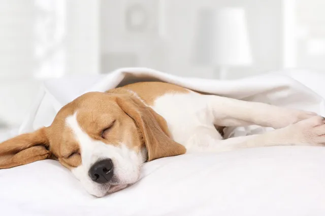 Lethargic vs Tired Dog: How to Tell the Difference
