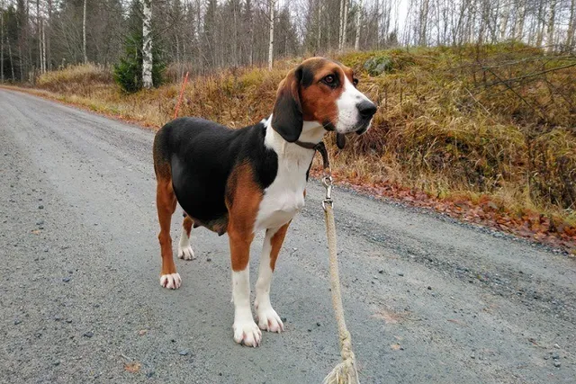 Finnish Hound Dog Breed: Info, Pictures, Care & More