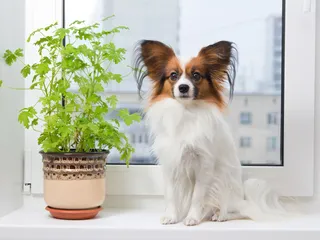 How Much Does a Papillon Shed? Vet-Verified Facts & Grooming Tips
