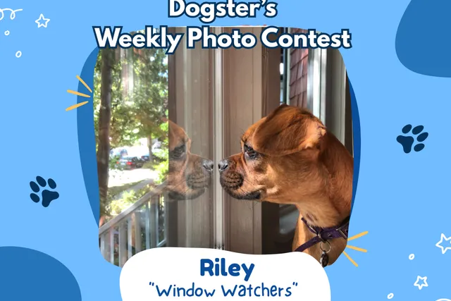 Dogster’s Weekly Photo Contest Winners: Window Watchers (May 11, 2026)
