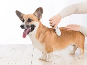 How to Groom a Corgi: 5 Vet-Verified Tips & Tricks