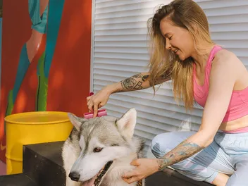 9 Best De-shedding Tools for Huskies in 2026 - Reviews & Top Picks
