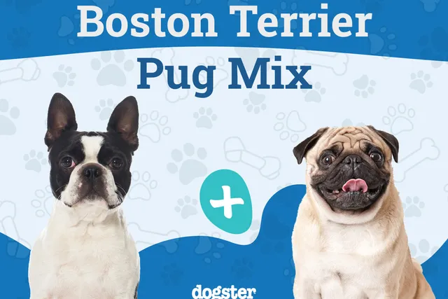 Bugg Dog Breed: Info, Pictures, Care, & Facts