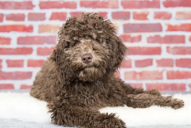 Australian Labradoodle Dog Breed: Info, Pictures, Temperament & Traits