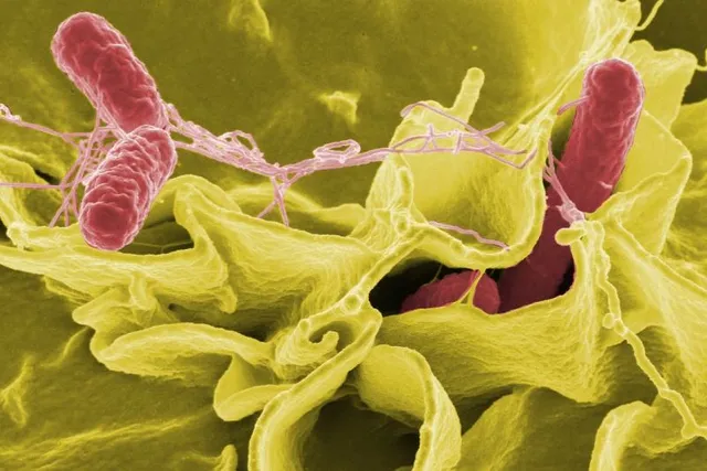 Can Dogs Get Salmonella? Vet-Reviewed Facts & Treatment Options
