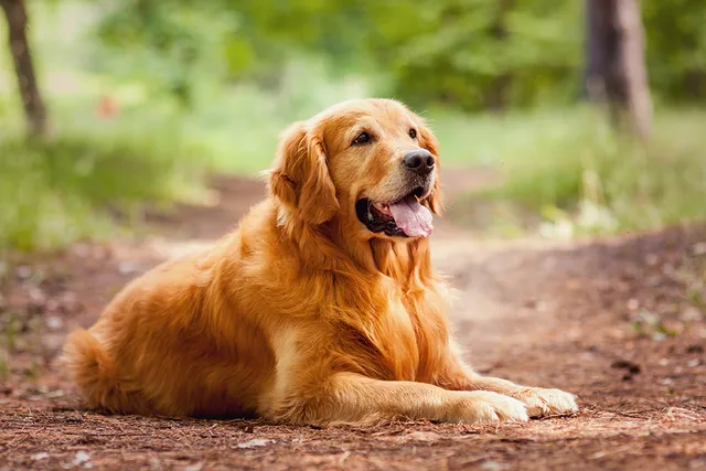 3 Types of Golden Retrievers: Info & Facts (With Pictures)