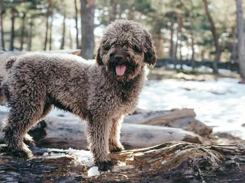 Are Spanish Water Dogs Hypoallergenic? Vet-Verified Facts & FAQ