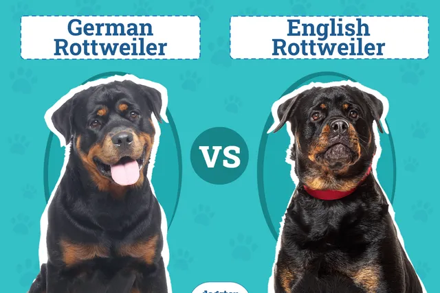 German vs American Rottweiler: The Key Differences (With Pictures)