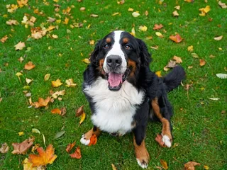How to Stop Dogs From Bringing Outdoor Allergens Home: 7 Vet-Approved Ways