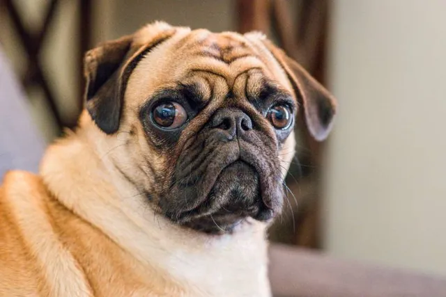 How Much Does It Cost to Own a Pug? (Updated in 2026)