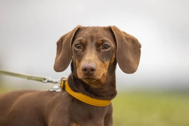 Chocolate Dachshund: Info, Pictures, Origin & History