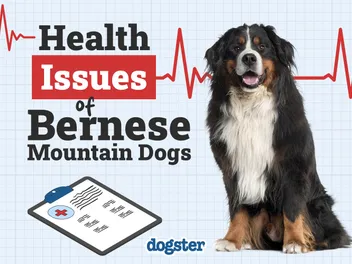 8 Bernese Mountain Dog Health Problems to Watch For: Vet-Verified Facts & FAQ