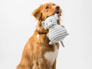 10 Best Dog Toys for Large Pups in 2026 - Reviews & Top Picks